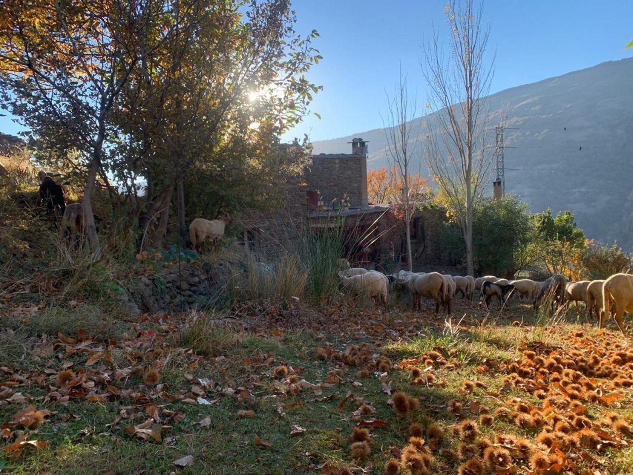 Cortijo Rural El Albercon - Capileira - Alpujarra Rural Villa ภายนอก รูปภาพ