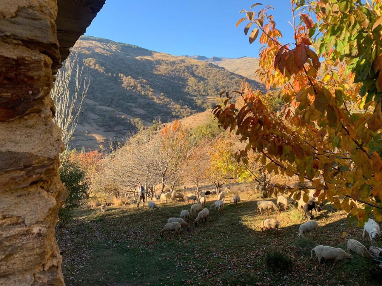 Cortijo Rural El Albercon - Capileira - Alpujarra Rural Villa ภายนอก รูปภาพ
